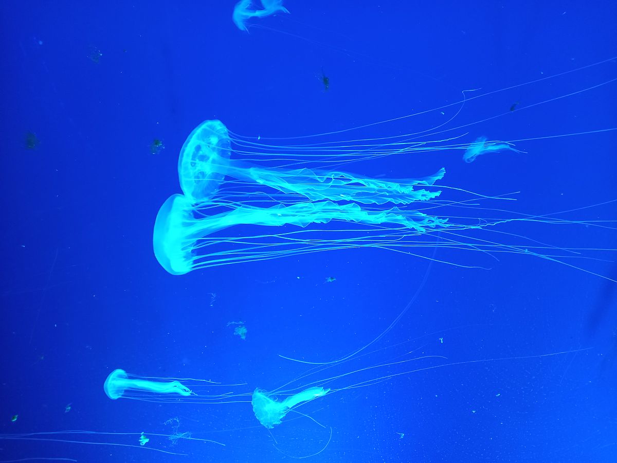 山东一男子拒服兵役,惩戒背后的反思与启示-山东一男子拒服兵役被惩戒